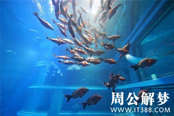 梦见别人捞鱼是什么意思