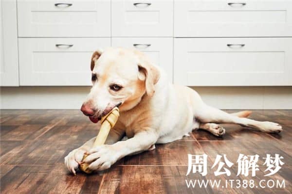 梦见狗咬别人 梦见狗咬别人