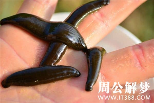 梦见蚂蝗是什么意思 梦见蚂蝗是什么意思