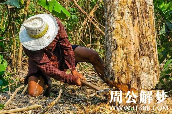梦见一棵大树或一堆树木被砍