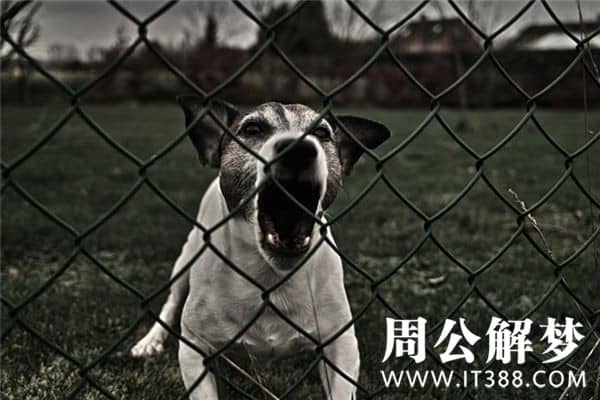梦见被狗咬腿是什么意思 梦见被狗咬腿是什么意思
