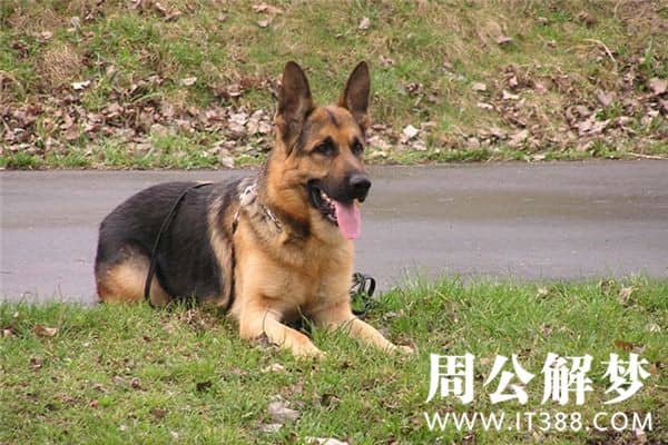 梦见狗咬我是什么意思 梦见狗咬我是什么意思