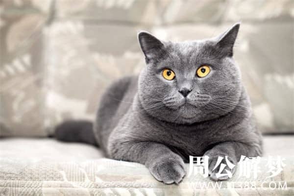 做梦梦见猫