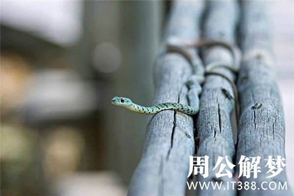 梦见把蛇打死了是什么预兆 梦见把蛇打死了是什么预兆