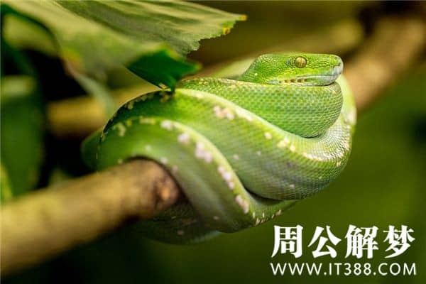 梦见蛇被打死是什么意思 梦见蛇被打死是什么意思