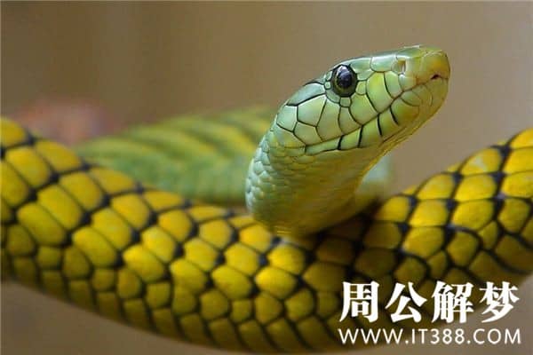 梦见很多蛇缠身是什么意思 梦见很多蛇缠身是什么意思