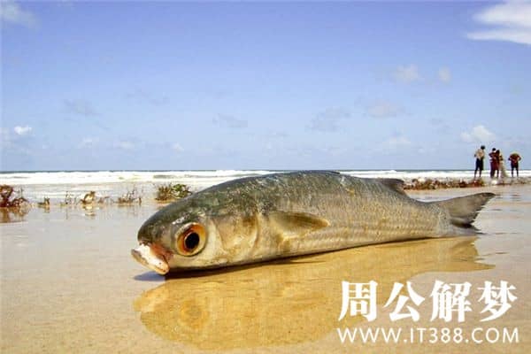 梦见抓到鱼是什么意思 梦见抓到鱼是什么意思