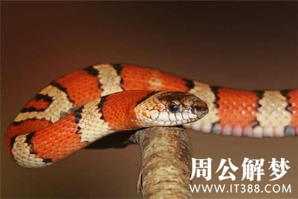 梦见自己打死蛇 梦见自己打死蛇