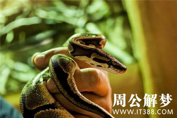 梦见别人杀蛇是什么意思 梦见别人杀蛇是什么意思