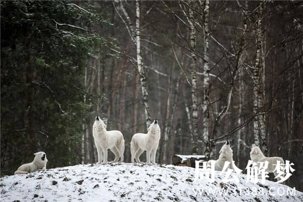 梦见消灭不完的狼群