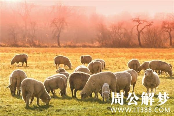 梦见别人杀羊是什么意思 梦见别人杀羊是什么意思