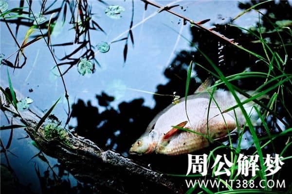 周公解梦梦见很多死鱼代表什么?