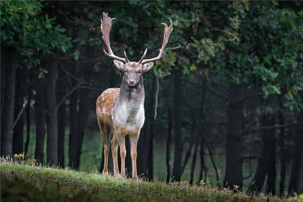 梦见雄鹿是什么意思 梦见雄鹿是什么意思