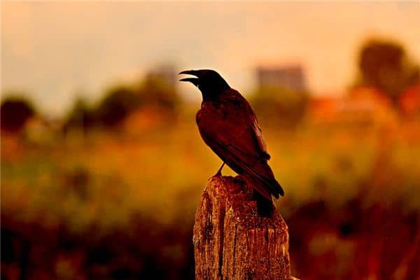 梦见大乌鸦是什么意思 梦见大乌鸦是什么意思