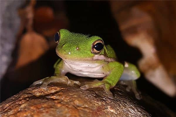 梦见蛙鸣是什么意思 梦见蛙鸣是什么意思