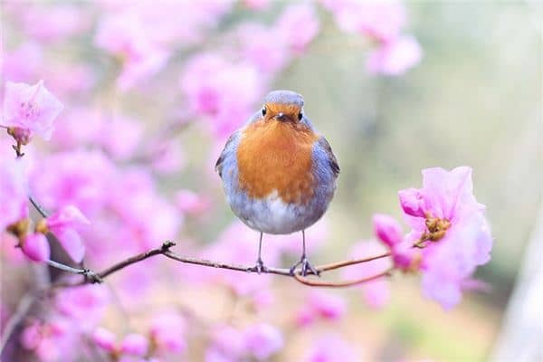 梦见黄鹄是什么意思 梦见黄鹄是什么意思