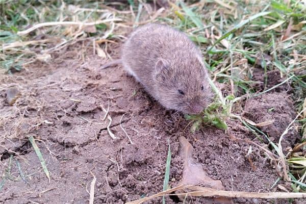梦见田鼠是什么意思 梦见田鼠是什么意思