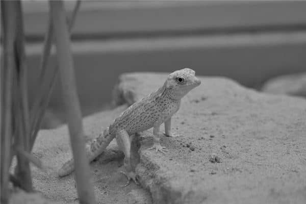 梦见壁虎是什么意思 梦见壁虎是什么意思