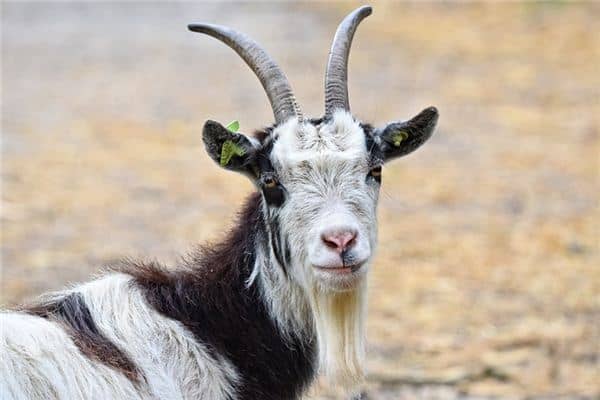 梦见山羊是什么意思 梦见山羊是什么意思