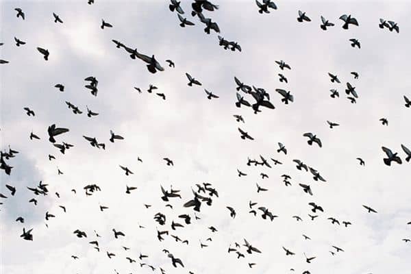 梦见百鸟群聚是什么意思 梦见百鸟群聚是什么意思