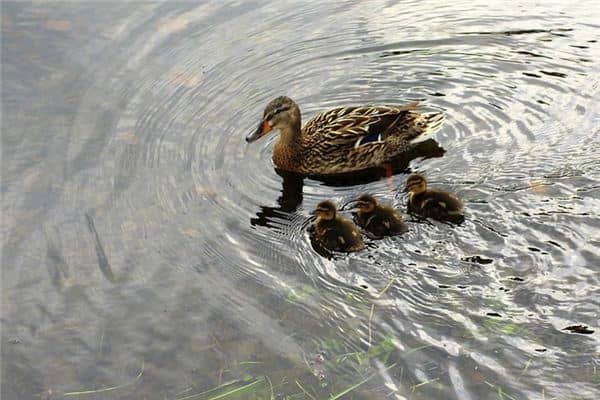 梦见野鸭是什么意思 梦见野鸭是什么意思