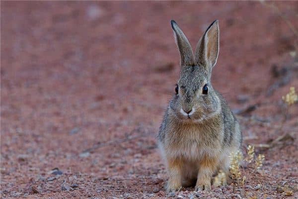 梦见野兔是什么意思 梦见野兔是什么意思