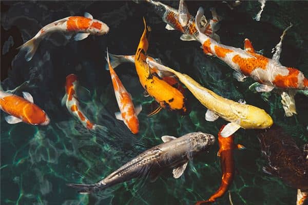 梦见许多鱼是什么预兆 梦见许多鱼是什么预兆