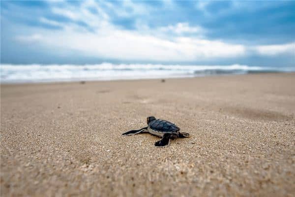 梦见爬行类是什么意思 梦见爬行类是什么意思