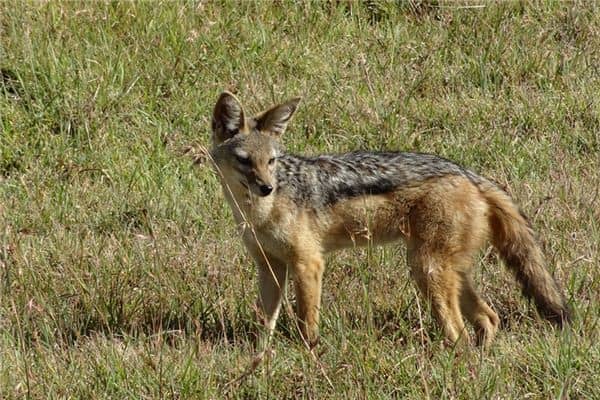 梦见豺狼是什么意思 梦见豺狼是什么意思