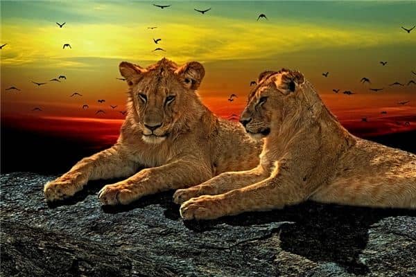 梦见兽头是什么意思 梦见兽头是什么意思