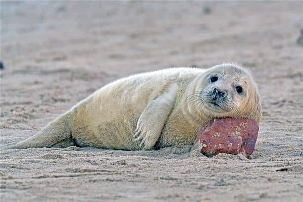 梦见海豹是什么意思 梦见海豹是什么意思