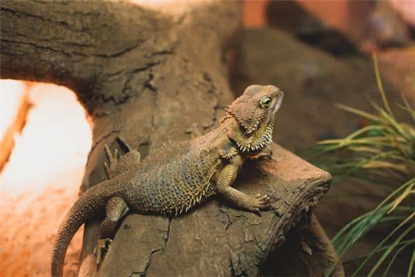 梦见爬虫类是什么意思 梦见爬虫类是什么意思