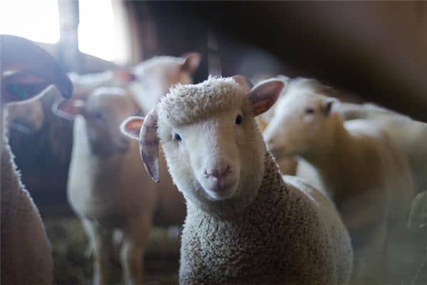 梦见绵羊是什么意思 梦见绵羊是什么意思