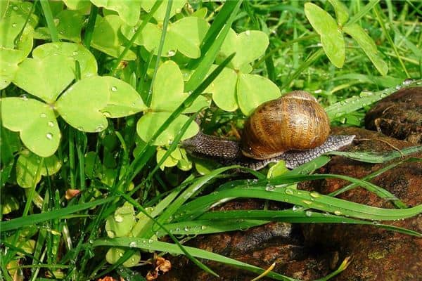 梦见田螺是什么意思 梦见田螺是什么意思