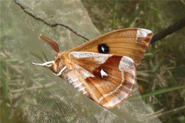 梦见蚕娥是什么意思 梦见蚕娥是什么意思