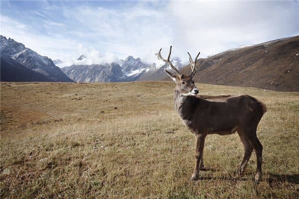 梦见驯鹿是什么意思 梦见驯鹿是什么意思