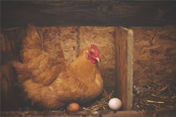 梦见母鸡是什么意思 梦见母鸡是什么意思