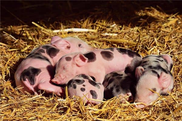 梦见猪咬人是什么意思 梦见猪咬人是什么意思