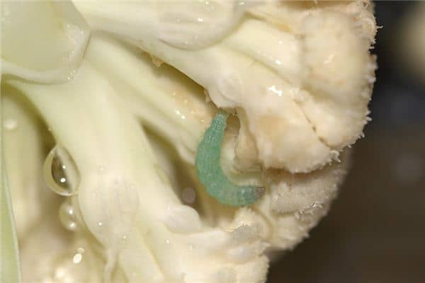 梦见青虫是什么意思 梦见青虫是什么意思