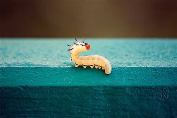 梦见蠕虫是什么意思 梦见蠕虫是什么意思