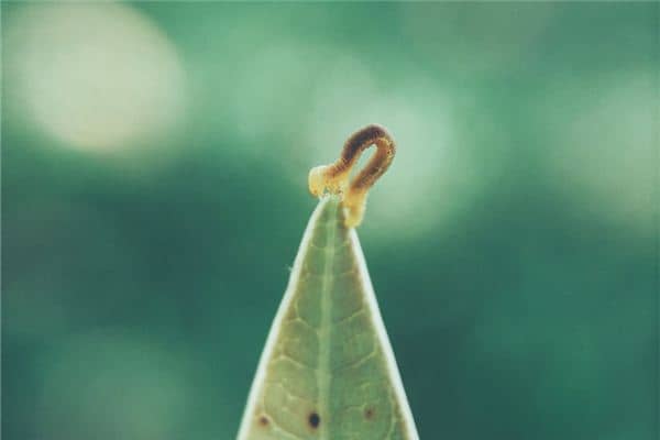 梦见蛆虫 梦见蛆虫