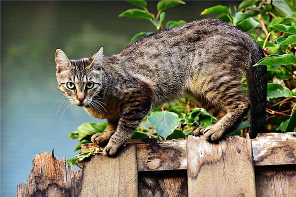 梦见被猫追是什么意思 梦见被猫追是什么意思