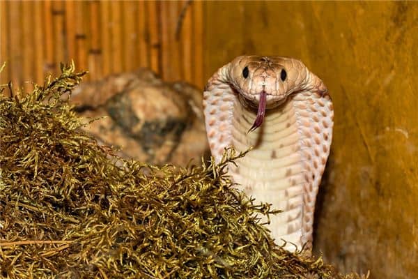 梦见小毒蛇是什么意思 梦见小毒蛇是什么意思