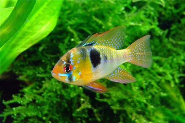 梦见鲷鱼是什么意思 梦见鲷鱼是什么意思