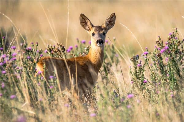 梦见鹿兔是什么意思