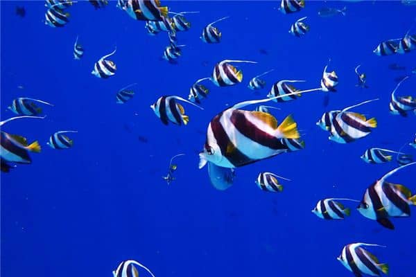 梦见很多鱼是什么意思 梦见很多鱼是什么意思