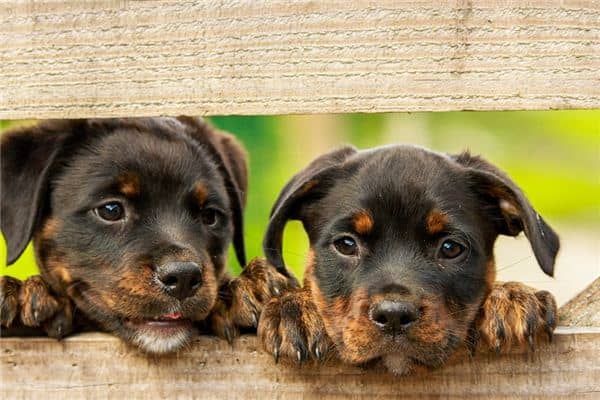 梦见很多狗是什么预兆 梦见很多狗是什么预兆