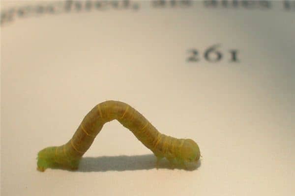 梦见虫子是什么意思 梦见虫子是什么意思