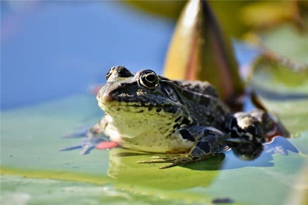 做梦梦到癞蛤蟆 做梦梦到癞蛤蟆