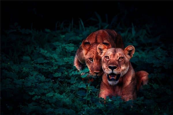 梦见狮子吼叫是什么意思 梦见狮子吼叫是什么意思